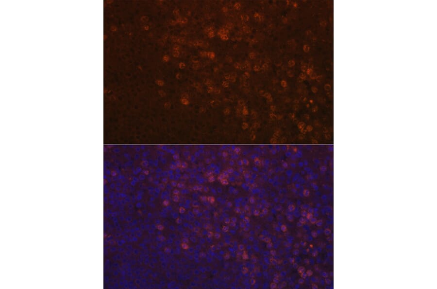 Immunofluorescence - Anti-TPOR/MPL Antibody (A92642) - Antibodies.com