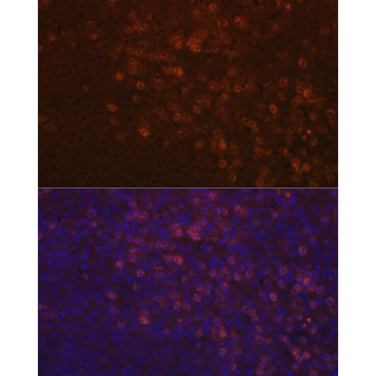 Immunofluorescence - Anti-TPOR/MPL Antibody (A92642) - Antibodies.com