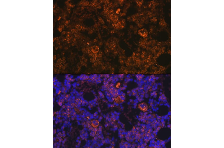 Immunofluorescence - Anti-TPOR/MPL Antibody (A92642) - Antibodies.com