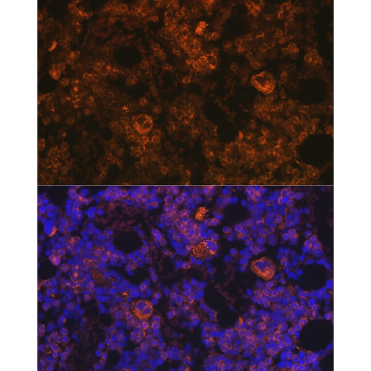 Immunofluorescence - Anti-TPOR/MPL Antibody (A92642) - Antibodies.com
