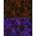 Immunofluorescence - Anti-TPOR/MPL Antibody (A92642) - Antibodies.com