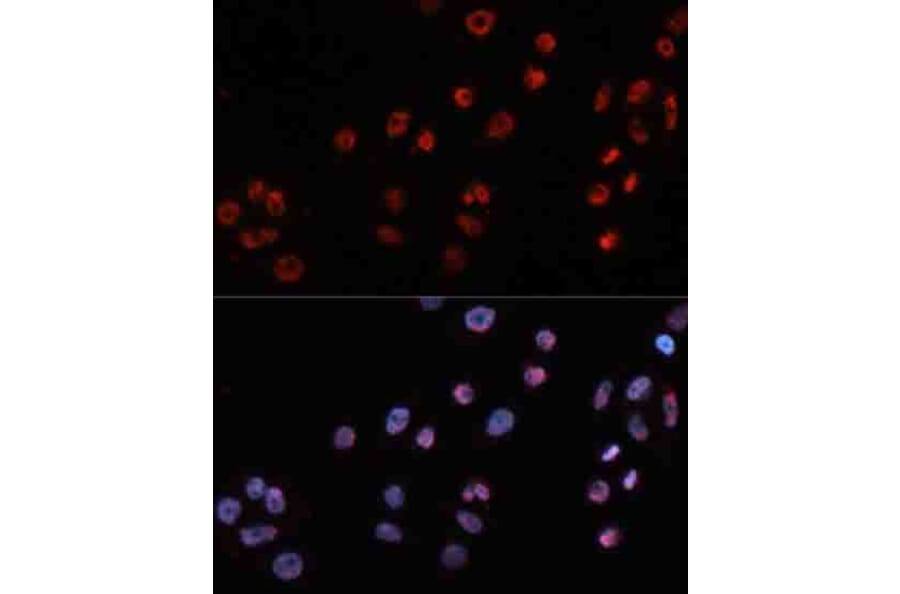 Immunofluorescence - Anti-MT2A Antibody (A17438) - Antibodies.com