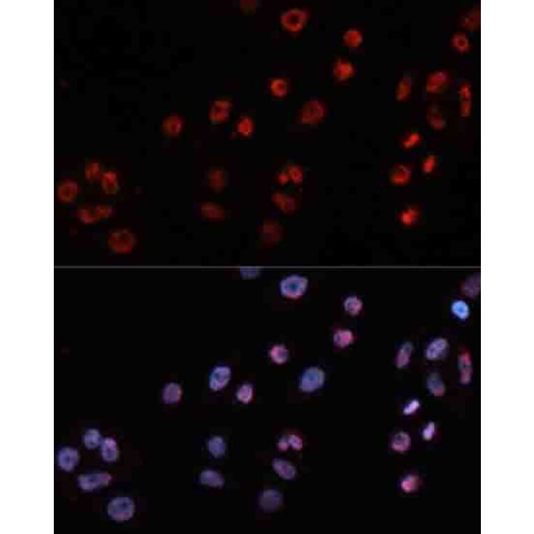 Immunofluorescence - Anti-MT2A Antibody (A17438) - Antibodies.com