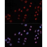 Immunofluorescence - Anti-MT2A Antibody (A17438) - Antibodies.com