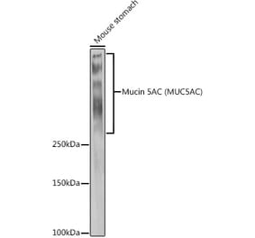 Western Blot - Anti-Mucin 5AC Antibody (A92648) - Antibodies.com