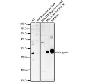 Western Blot - Anti-Myogenin Antibody (A92649) - Antibodies.com