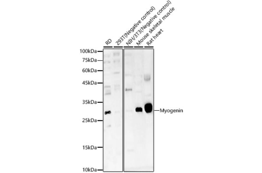 Western Blot - Anti-Myogenin Antibody (A92649) - Antibodies.com