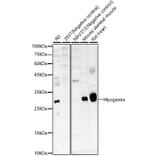 Western Blot - Anti-Myogenin Antibody (A92649) - Antibodies.com