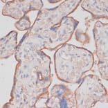 Immunohistochemistry - Anti-NCSTN Antibody (A17111) - Antibodies.com