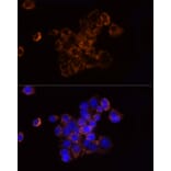 Immunofluorescence - Anti-Ndufs1 Antibody (A92653) - Antibodies.com