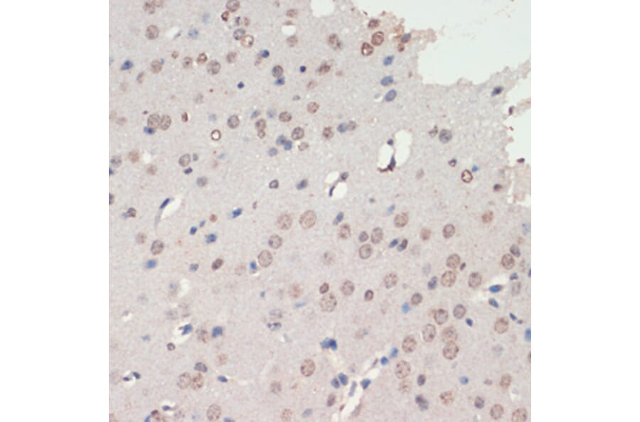 Immunohistochemistry - Anti-NeuroD1 Antibody (A92656) - Antibodies.com