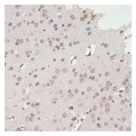 Immunohistochemistry - Anti-NeuroD1 Antibody (A92656) - Antibodies.com