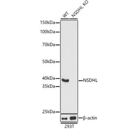 Western Blot - Anti-NSDHL Antibody (A92660) - Antibodies.com