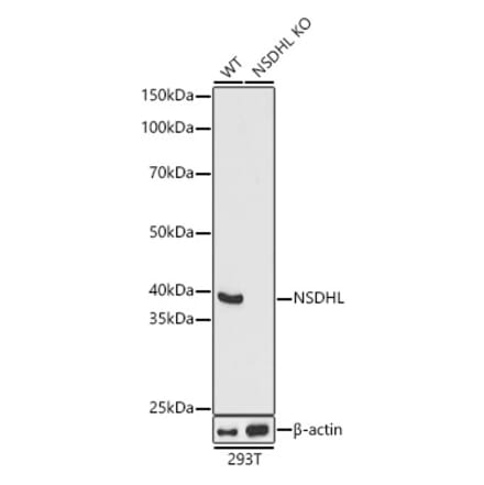 Western Blot - Anti-NSDHL Antibody (A92660) - Antibodies.com