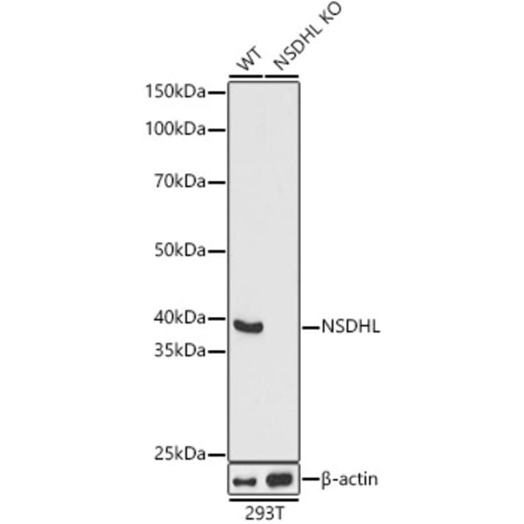 Western Blot - Anti-NSDHL Antibody (A92660) - Antibodies.com