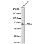 Western Blot - Anti-Melanopsin Antibody (A92661) - Antibodies.com