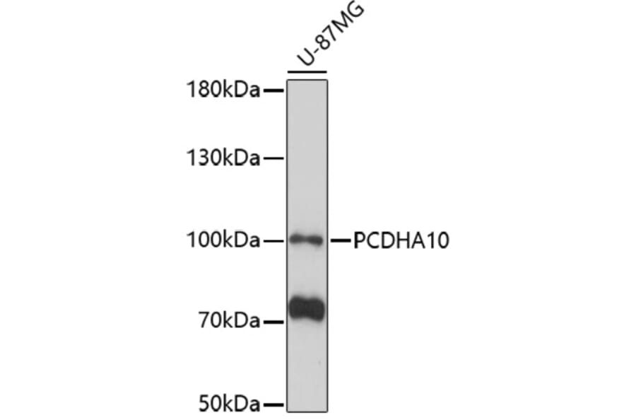 Western Blot - Anti-PCDHA10 Antibody (A92663) - Antibodies.com