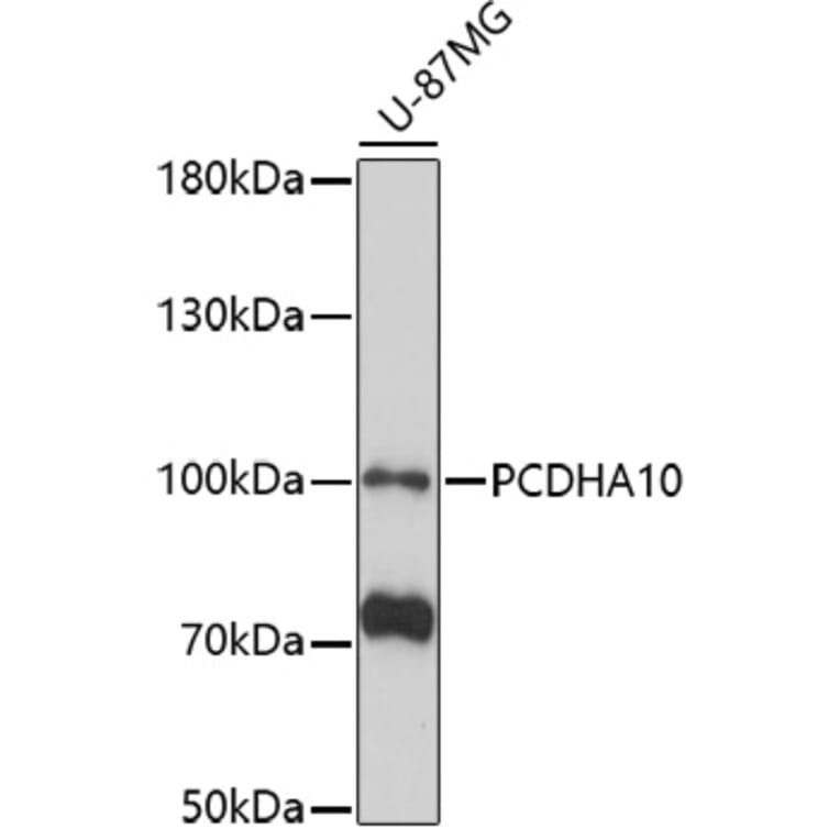 Western Blot - Anti-PCDHA10 Antibody (A92663) - Antibodies.com