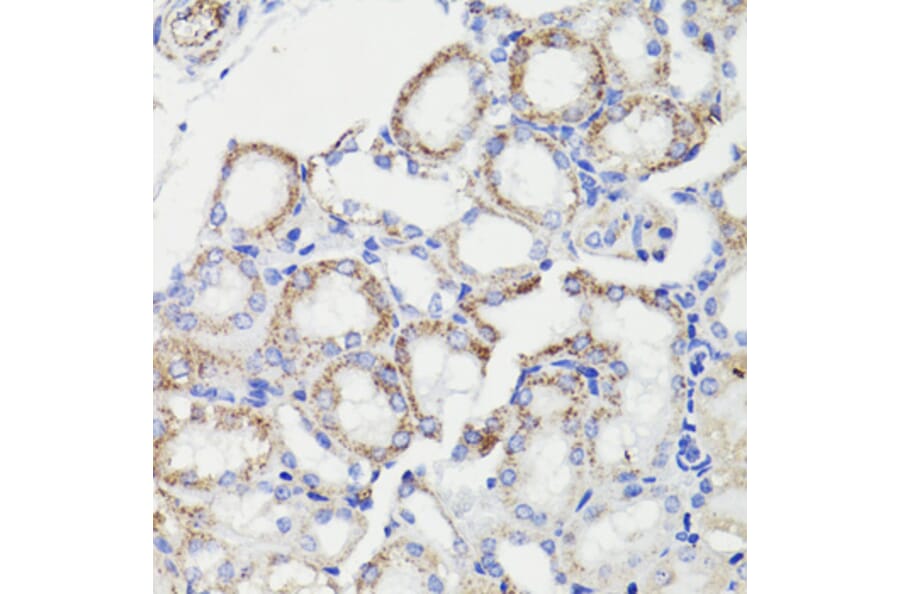 Immunohistochemistry - Anti-PDCD10/CCM3 Antibody (A92665) - Antibodies.com