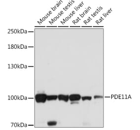Western Blot - Anti-PDE11A Antibody (A92667) - Antibodies.com