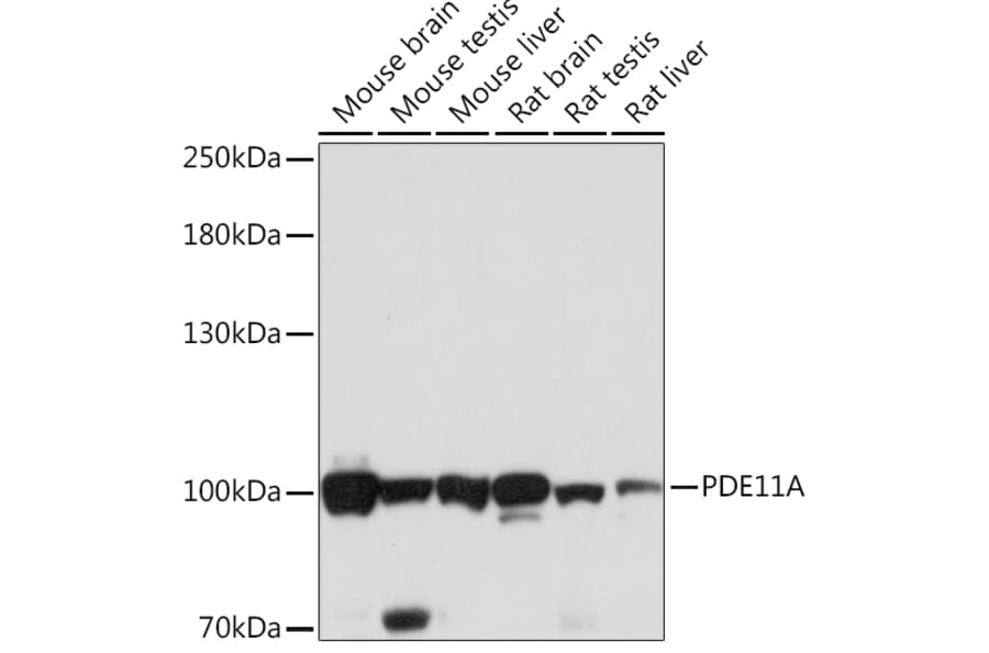 Western Blot - Anti-PDE11A Antibody (A92667) - Antibodies.com