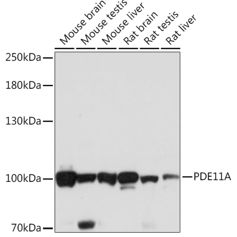 Western Blot - Anti-PDE11A Antibody (A92667) - Antibodies.com