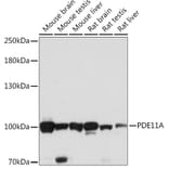 Western Blot - Anti-PDE11A Antibody (A92667) - Antibodies.com