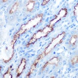 Immunohistochemistry - Anti-PDGF AA Antibody (A92668) - Antibodies.com