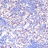 Immunohistochemistry - Anti-PELP1 Antibody (A92669) - Antibodies.com