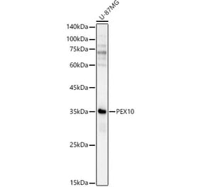 Western Blot - Anti-PEX10 Antibody (A92670) - Antibodies.com