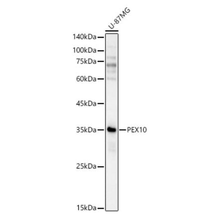 Western Blot - Anti-PEX10 Antibody (A92670) - Antibodies.com