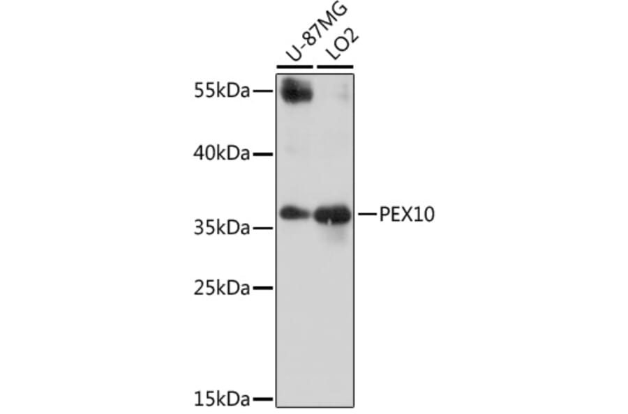 Western Blot - Anti-PEX10 Antibody (A16948) - Antibodies.com