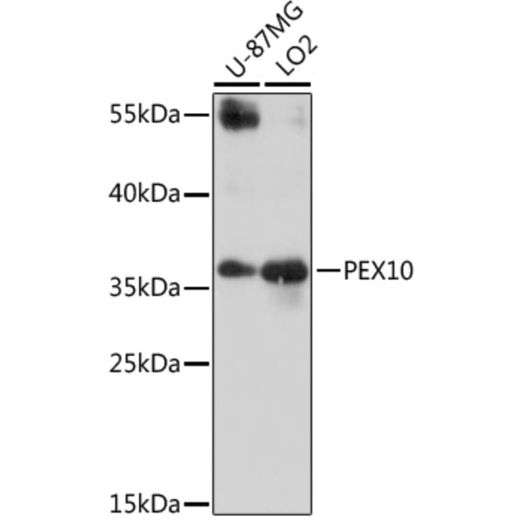 Western Blot - Anti-PEX10 Antibody (A16948) - Antibodies.com