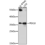 Western Blot - Anti-PEX10 Antibody (A16948) - Antibodies.com