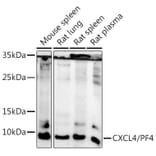 Western Blot - Anti-PF4 Antibody (A92672) - Antibodies.com