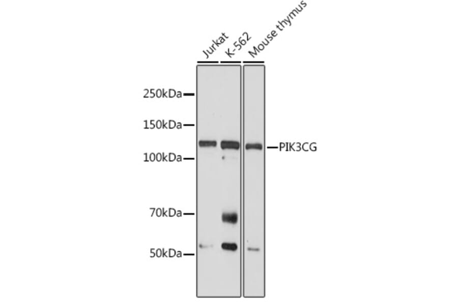 Western Blot - Anti-PI 3 Kinase catalytic subunit gamma/PI3K-gamma Antibody (A92674) - Antibodies.com