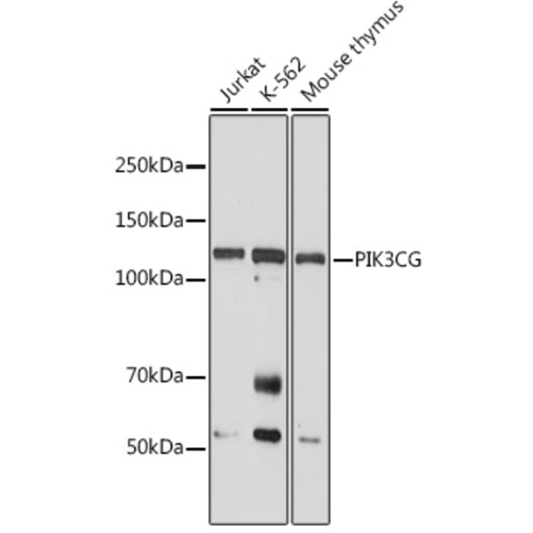 Western Blot - Anti-PI 3 Kinase catalytic subunit gamma/PI3K-gamma Antibody (A92674) - Antibodies.com