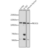 Western Blot - Anti-PI 3 Kinase catalytic subunit gamma/PI3K-gamma Antibody (A92674) - Antibodies.com