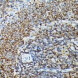 Immunohistochemistry - Anti-PI 3 Kinase catalytic subunit gamma/PI3K-gamma Antibody (A92674) - Antibodies.com