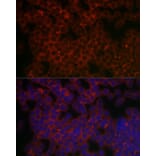 Immunofluorescence - Anti-PI 3 Kinase catalytic subunit gamma/PI3K-gamma Antibody (A92674) - Antibodies.com