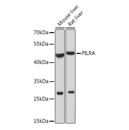 Western Blot - Anti-PILRA Antibody (A92675) - Antibodies.com