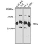 Western Blot - Anti-PKM Antibody (A92676) - Antibodies.com