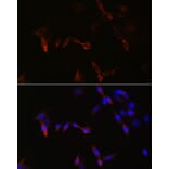 Immunofluorescence - Anti-PLA2G5 Antibody (A16711) - Antibodies.com