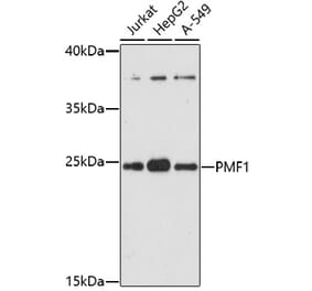 Western Blot - Anti-PMF-1 Antibody (A92679) - Antibodies.com