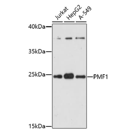 Western Blot - Anti-PMF-1 Antibody (A92679) - Antibodies.com