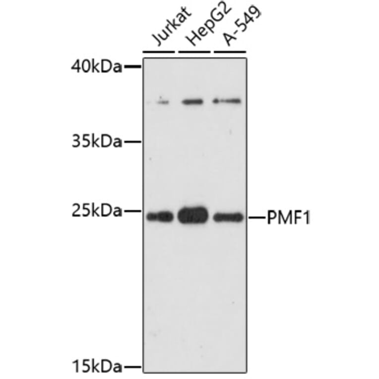 Western Blot - Anti-PMF-1 Antibody (A92679) - Antibodies.com