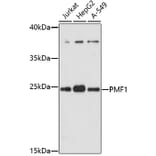 Western Blot - Anti-PMF-1 Antibody (A92679) - Antibodies.com
