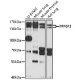 Western Blot - Anti-SAPS3 Antibody (A92682) - Antibodies.com