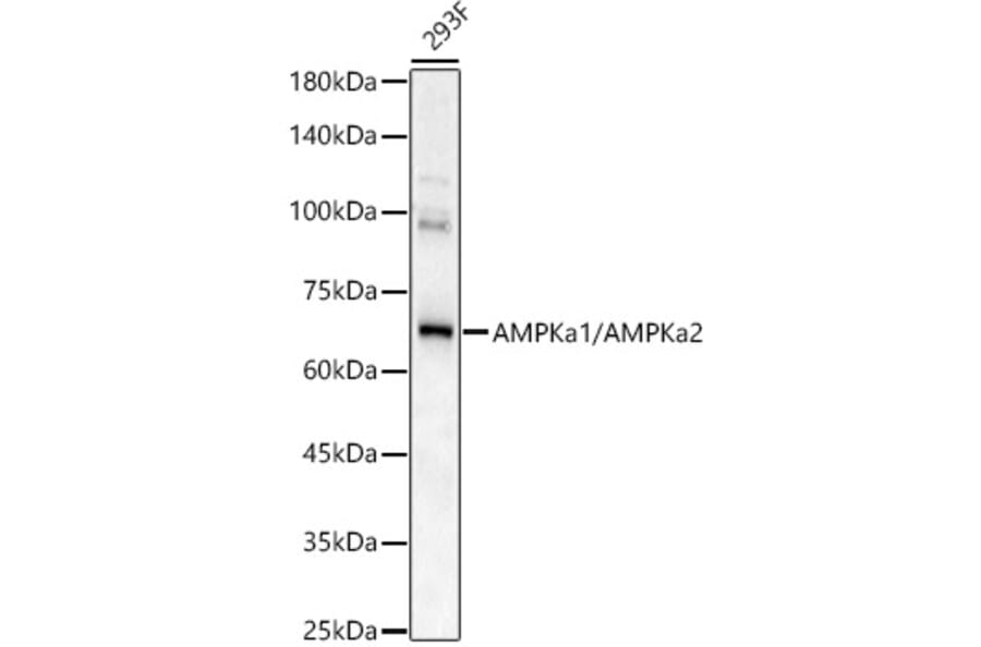 Western Blot - Anti-AMPK alpha 1 +AMPK alpha 2 Antibody (A92683) - Antibodies.com