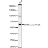 Western Blot - Anti-AMPK alpha 1 +AMPK alpha 2 Antibody (A92683) - Antibodies.com